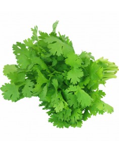 CORIANDER