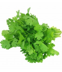 CORIANDER