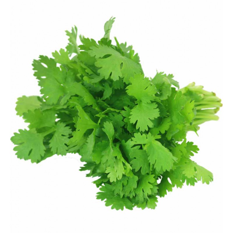 CORIANDER