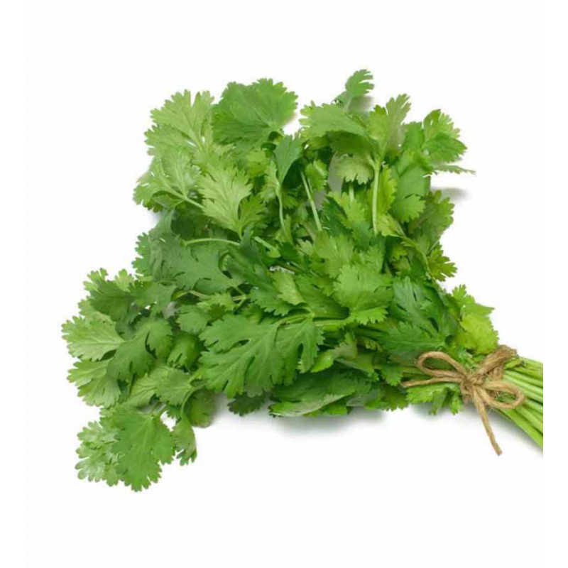 CORIANDER