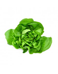 บัตเตอร์เฮด (Butterhead Lettuce)