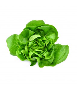 บัตเตอร์เฮด (Butterhead Lettuce)