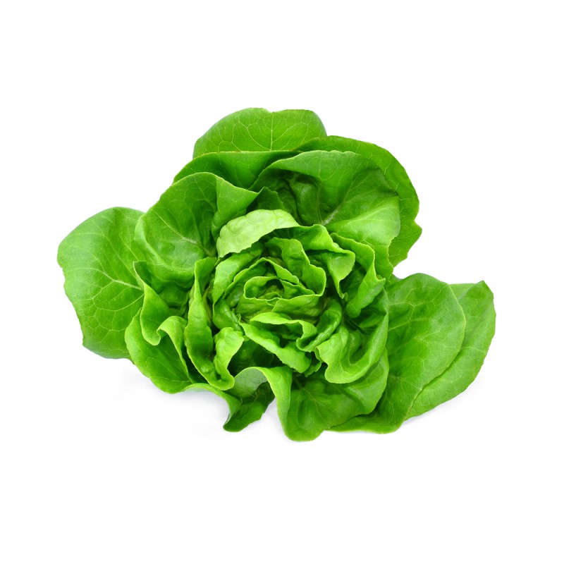 บัตเตอร์เฮด (Butterhead Lettuce)