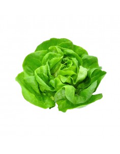 บัตเตอร์เฮด (Butterhead Lettuce)