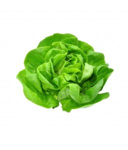 บัตเตอร์เฮด (Butterhead Lettuce)