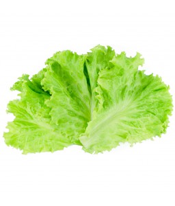 ผักกาดหอม (lettuce)