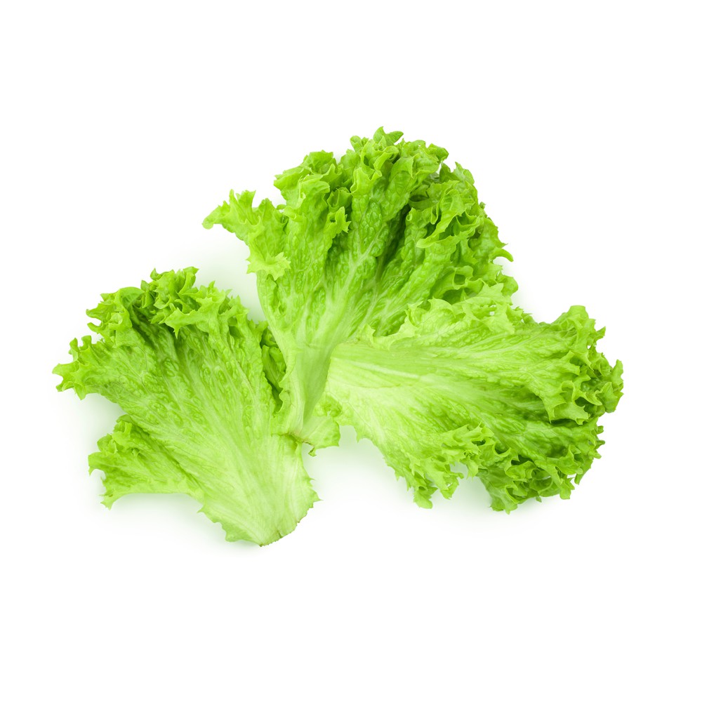 ผักกาดหอม (lettuce)