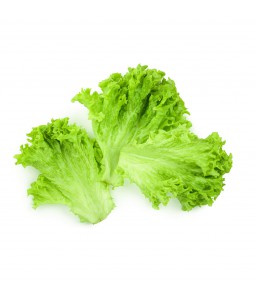 ผักกาดหอม (lettuce)