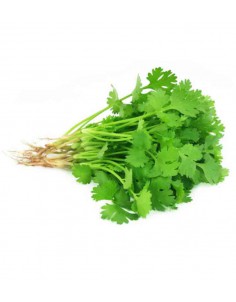 CORIANDER