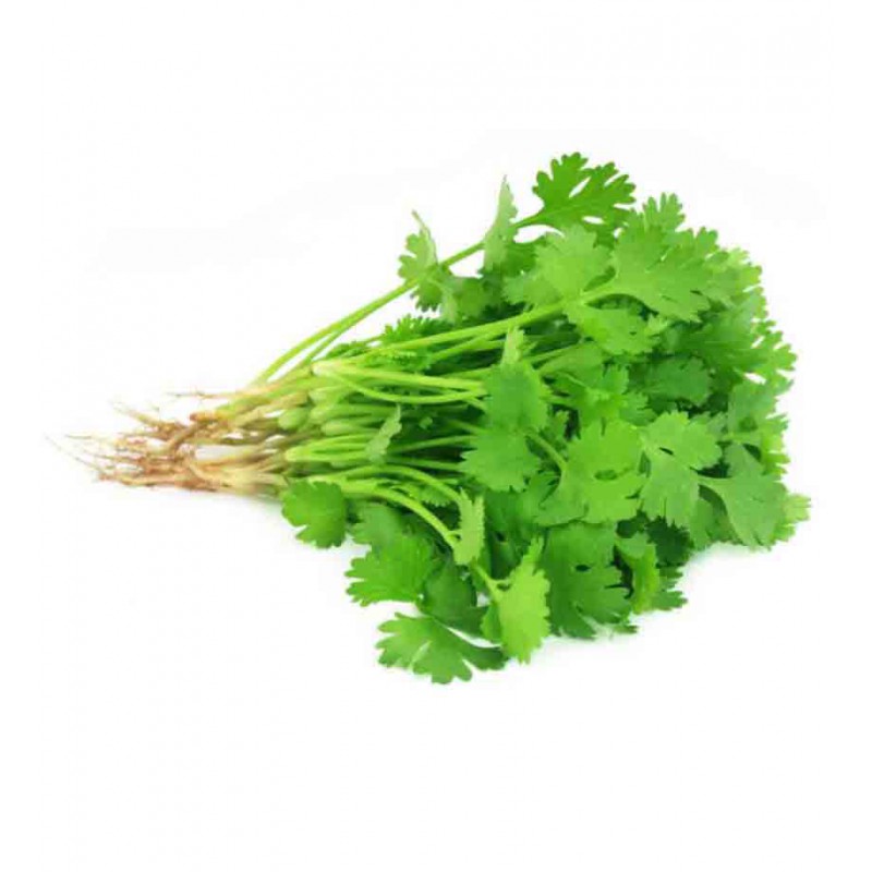 CORIANDER